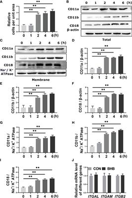 β-hydroxybutyrate enhances bovine neutrophil adhesion by inhibiting autophagy